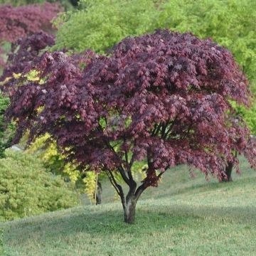 Erable du Japon Bloodgood