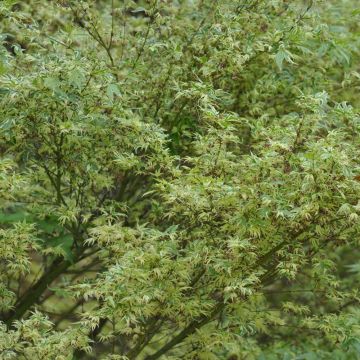 Erable du Japon Butterfly