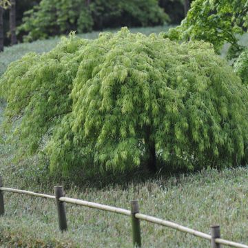 Erable du Japon Dissectum Viridis