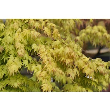 Erable du Japon Orange Dream