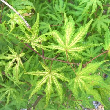 Erable du Japon Reticulatum Red