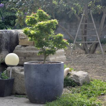 Erable du Japon ou Acer palmatum ‘Mikawa Yatsubusa’