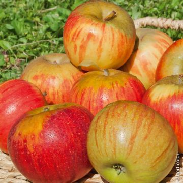 Pommier Reine des Reinettes