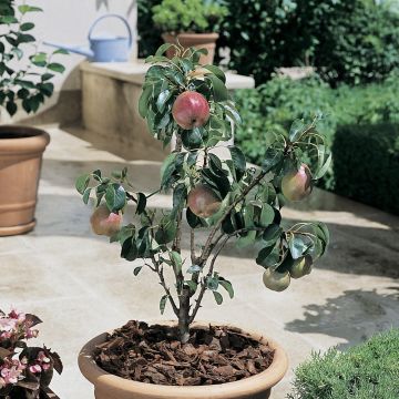 Poirier nain GARDEN GEM ® Pyred