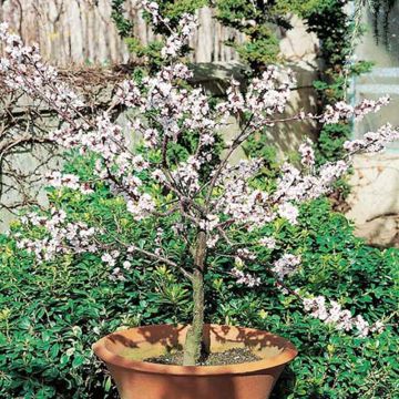 Abricotier nain GARDEN APRIGOLD ®