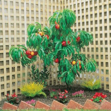 Brugnon nain RUBIS ® Necta Zee