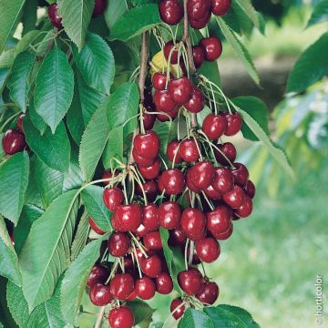 Cerisier nain GARDEN BING ®