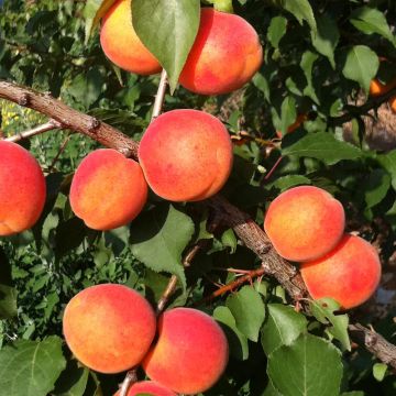 Abricotier ORANGE SUMMER ® Cov