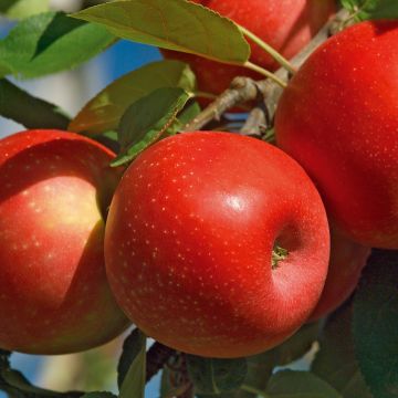 Pommier Ariane 'COV'