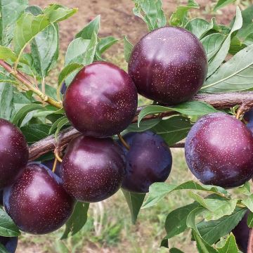 Pluot PURPLE CANDY ®
