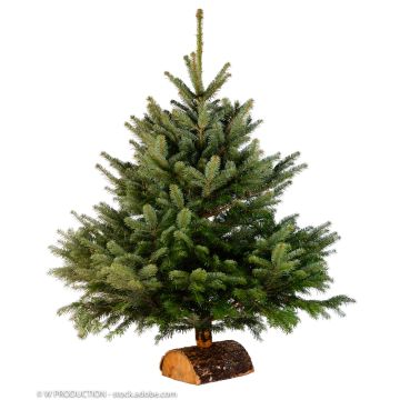 Sapin de Noël coupé Nordmann