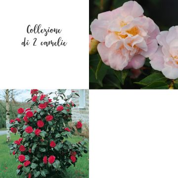 Collection de 2 camélias