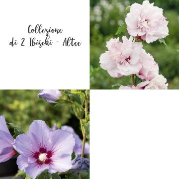 Lot d'althéas