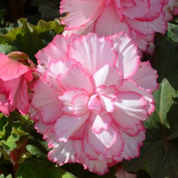 Bégonia Prima Donna Clair de Lune®