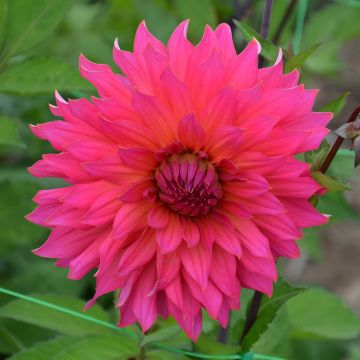 Dahlia décoratif Pink Punk