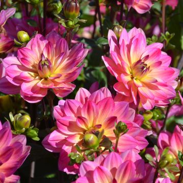 Dahlia buisson Profusion