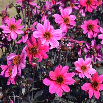 Dahlia nain simple Cracow