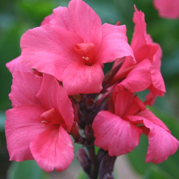 Canna centenaire