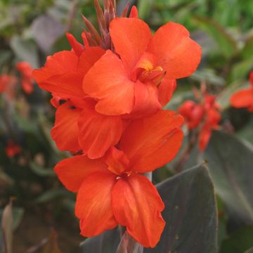 Canna nain corail