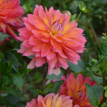 Dahlia Nain Double Tricolor
