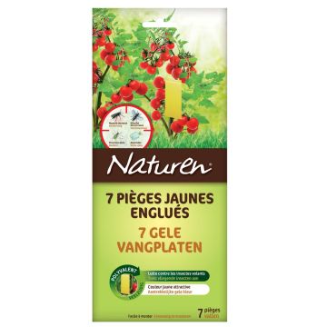 Pièges jaunes englués