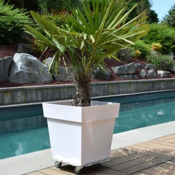 Roule Plante carré