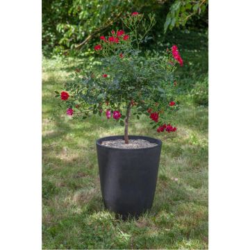 Mini rosier tige Red Drift ® présenté dans pot Pérou Ardoise