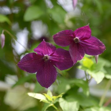 Clématite ou Clematis viticella 'Black Prince' Meilland Richardier