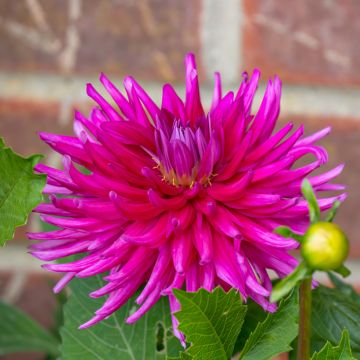 Dahlia semi cactus Fired Up