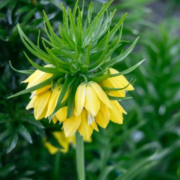Fritillaire imperialis Lutea - Couronne impériale