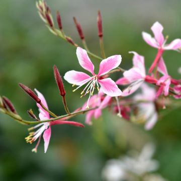 Gaura lindheimeri rose Siskyou pink