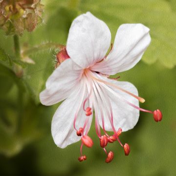 Géranium vivace Spessart