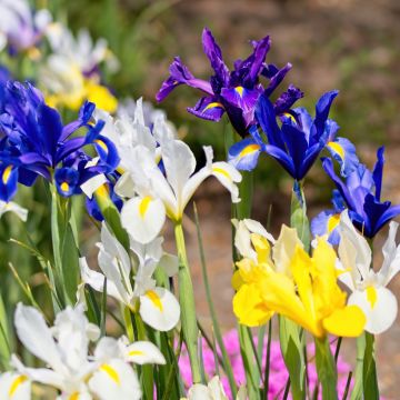 Iris de Hollande en mélange