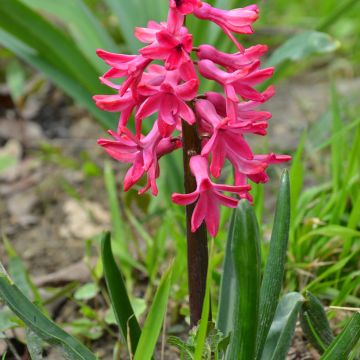Jacinthe Jan Bos préparée pour le forçage - Hyacinthus (x) orientalis