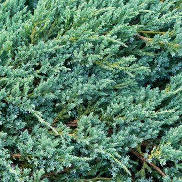 Juniperus squamata Blue Carpet - Genévrier écailleux                  