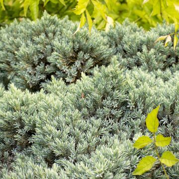 Juniperus squamata Blue Star - Genévrier écailleux
