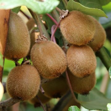 Kiwi Autofertile Solissimo® - Actinidia chinensis