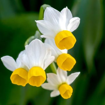 Narcisse plurflore parfumé Canaliculatus, bulbes Meilland Richardier