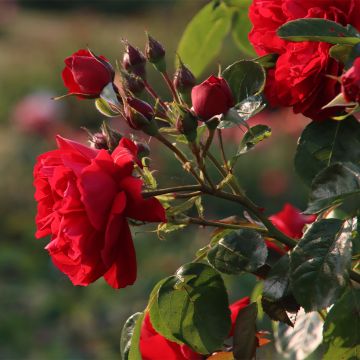 Rosier grimpant Florentina en racines nues