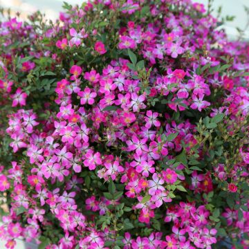 Rosier Fête des Mères - Rosa (x) polyantha