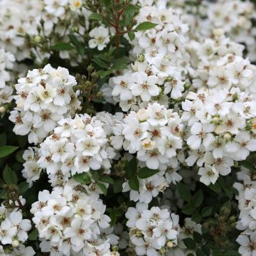 Rosier Fête des Mères - Rosa (x) polyantha