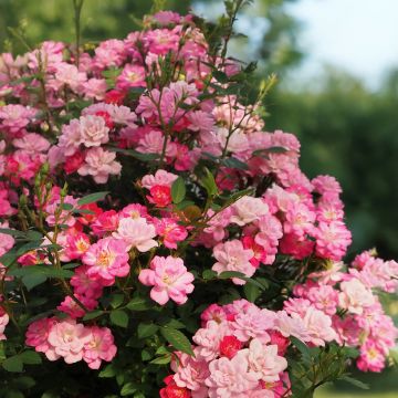 Rosier Fête des Mères - Rosa (x) polyantha