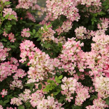 Rosier Fête des Mères - Rosa (x) polyantha
