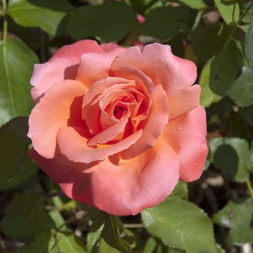 Rosier à grandes fleurs Catherine Deneuve