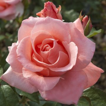 Rosier à grandes fleurs Paris d'Yves Saint-Laurent