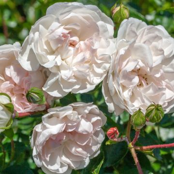 Rosier Couvre-sol Swany - Rosa x couvre-sol Meiburenac Rosier Couvre-sol Swany - Rosa x couvre-sol Meiburenac