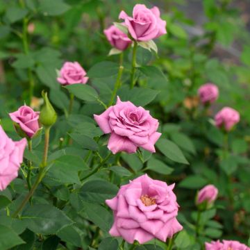 Mini-rosier Meillandina Lavender 