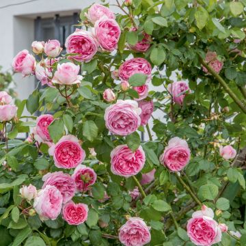 Rosier grimpant mini PIERRE DE RONSARD ® Meibigboni