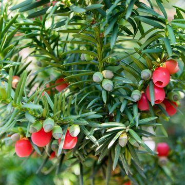 Taxus Baccata, If