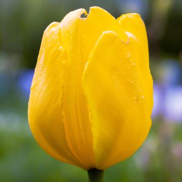 Tulipe Darwin Golden Apeldoorn